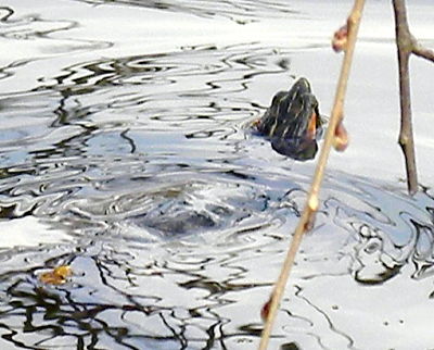 DSCN2208_opt.jpg