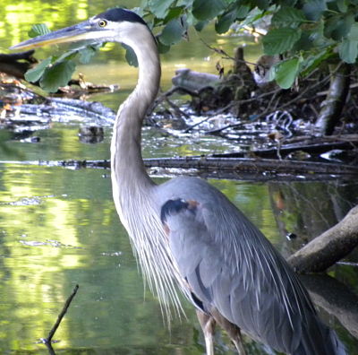 Grear__Blue_Heron_1_opt.jpg