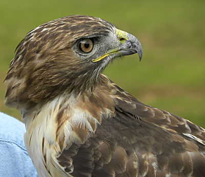 Red_Tailed_Hawk_opt.jpg