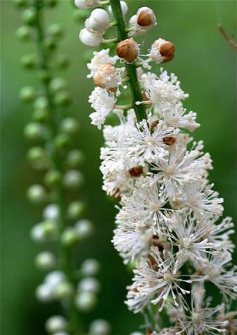 Black_Cohosh_opt.jpg