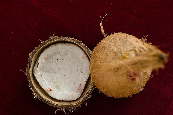 Coconut_opt.jpg