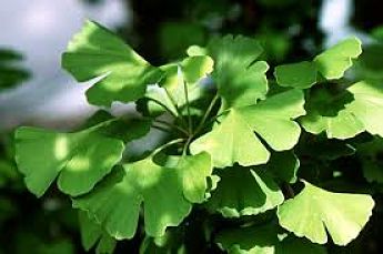 Ginkgo_opt.jpg