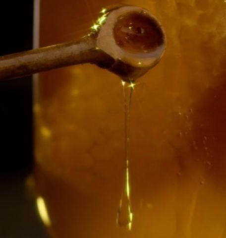 Maple_Syrup_opt.jpg