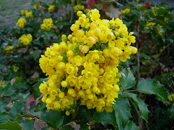 Oregon_Grape_opt.jpg