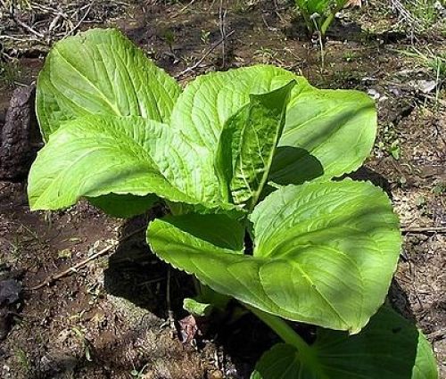 Skunk_Cabbage_opt.jpg