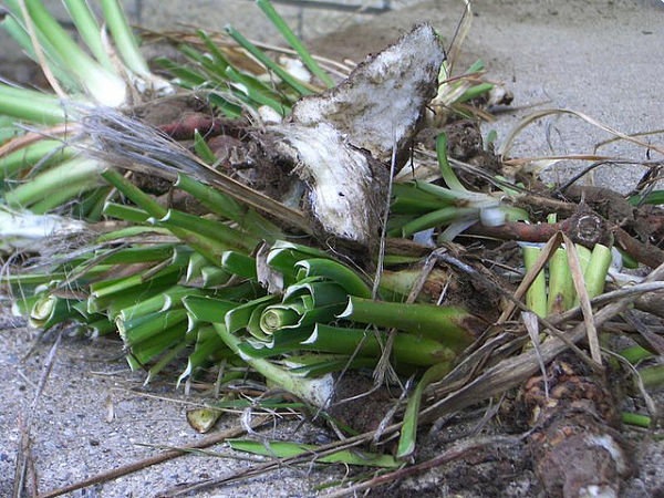 Yucca_Root_opt.jpg